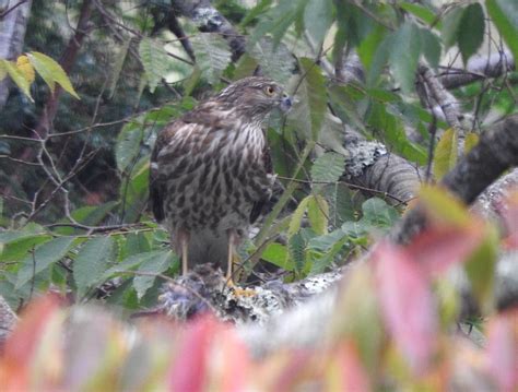 Feeding Sharp Shinned hawk - FeederWatch