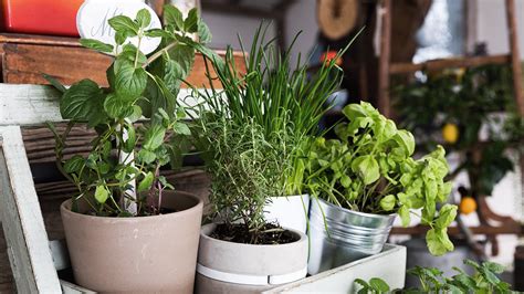 The Ultimate Guide To Growing Herbs At Home The Neff Kitchen