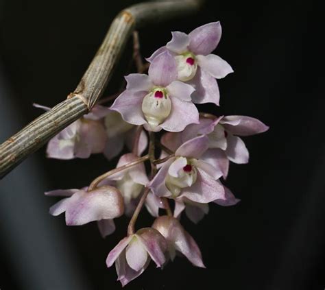 Dendrobium Aduncum And Linguella Orchid Photography Orchids Vanda