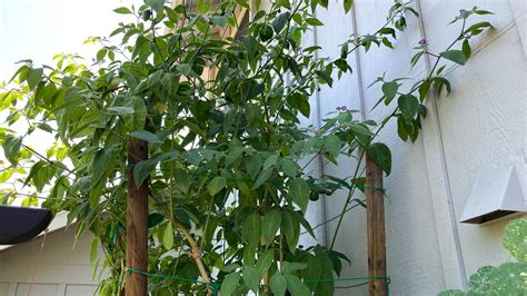 Plantas de chile manzano el antes y después de podar YouTube