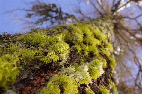 Bildet Tre Natur Skog Gren Anlegg Himmel Sollys Blad Blomst