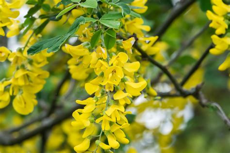 How poisonous is laburnum - Plantura