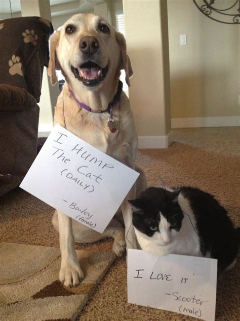 Why Do Dogs Hump Cats