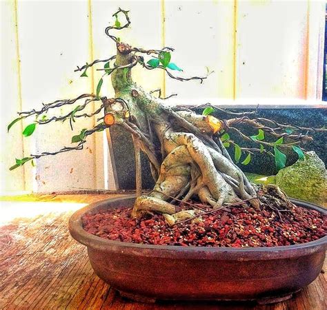 Ficus retusa specimen bonsai tree | Bonsai tree, Bonsai ficus, Bonsai