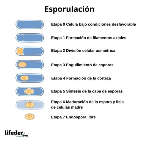 Esporulaci N En Plantas En Hongos Y En Bacterias