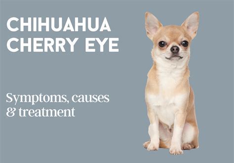 How To Fix Cherry Eye In Chihuahua