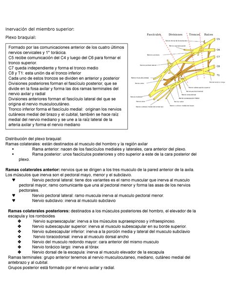 Inervación del miembro superior Inervación del miembro superior