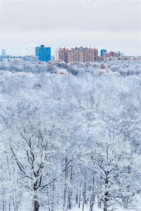 snow oak trees in woods and town in winter morning 13754995 Stock Photo ...