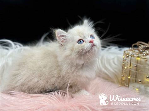 Blue Point Bicolor Ragdoll Kittens For Sale