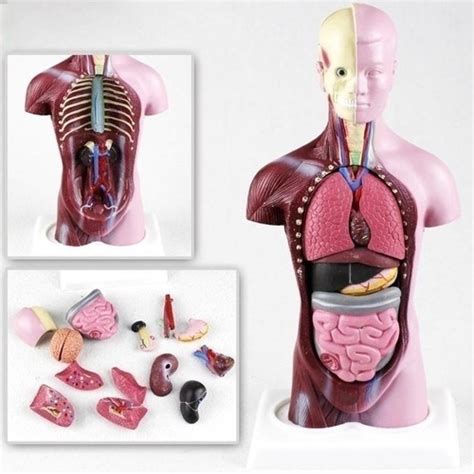 Modelo De Anatomia Do Torso Humano De Cm Parcelamento Sem Juros