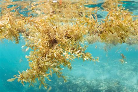 6 Surprising Things To Know About Sargassum Seaweed Kate S Travel