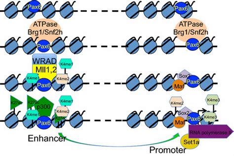 A General Model Of Enhancer Dependent Transcriptional Activation By