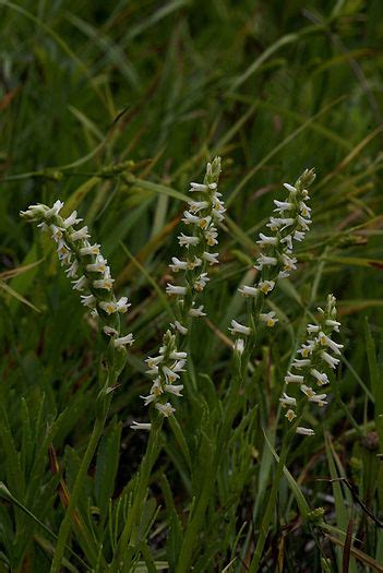 39 North Carolinas Rare Plants Ideas Rare Plants Plants North Carolina