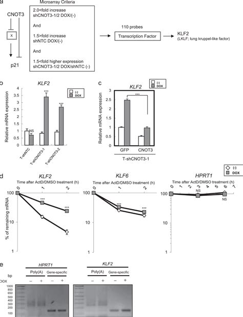 Identification Of Klf Transcription Factor As A Target Of Cnot A