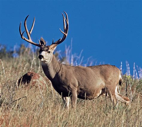 The State Of Colorados Mule Deer Western Hunter