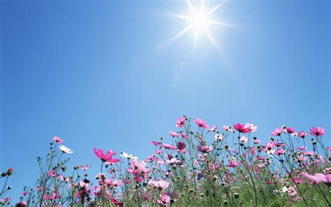 Sunshine and Flowers Wallpapers on WallpaperDog