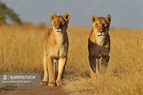 Two Old Female African Lions Panthera Leo Masai Mara Kenya Africa