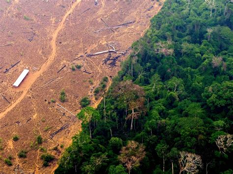 The Amazon Rainforest Often Referred To As The Earths Lungs Is