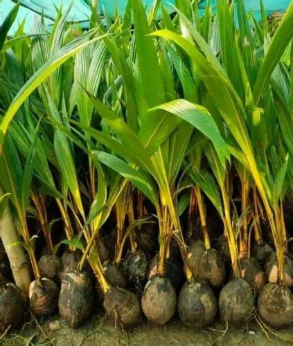 Full Sun Exposure Green Coconut Tree Plants For Outdoor Alkaline Soil