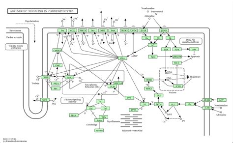 Kegg Pathway Adrenergic Signaling In Cardiomyocytes Homo Sapiens Human