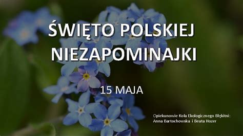 Wito Polskiej Niezapominajki Maja Opiekunowie Koa Ekologicznego