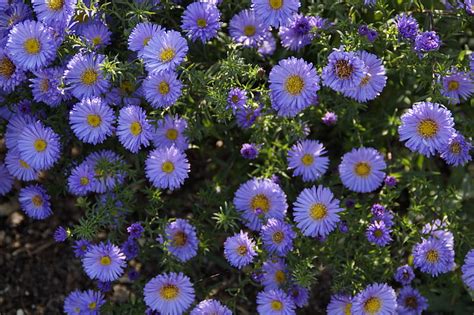 Free photo asters blue blue flowers flowers background blütenmeer