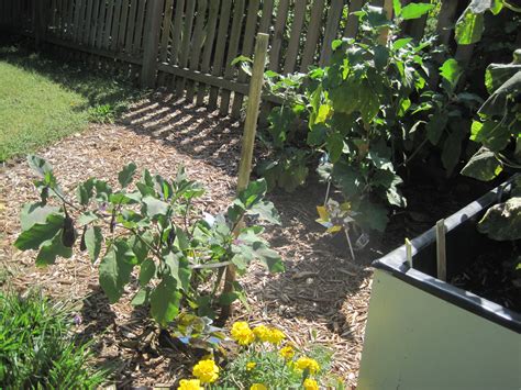 Garden Update: Still Growing Strong - Loving Here