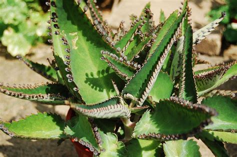 Kalanchoes: Plant Care and Collection of Varieties - Garden.org