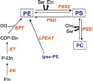 The metabolism of phosphatidylserine (PS) and phosphatidylethanolamine ...