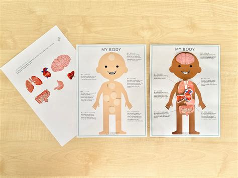 My Body Human Anatomy Matching Game Light Skin. Learn Human - Etsy