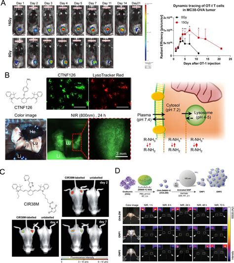 Nir Fluorescence Imaging And Treatment For Cancer Immunotherapy