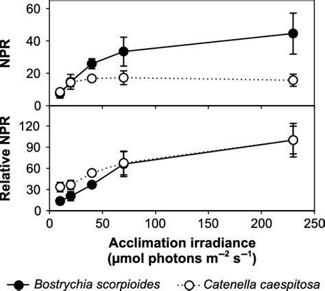 Net Photosynthetic Rates Npr Of B Scorpioides And C Caespitosa