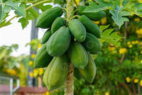 árbol De Papaya En Pleno Fruto Plantado Junto A La Valla El Fruto