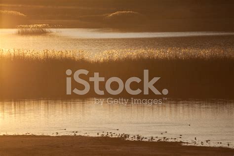 Reed At Sunset In Karatas Lake, Burdur,Turkey Stock Photo | Royalty ...