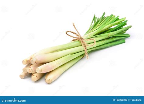 Bundle Of Fresh Lemongrass Stock Image Image Of Group 183260293