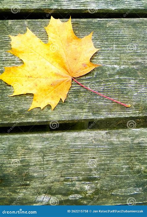 Autumn Leaves On Wood As Nature Background Stock Photo Image Of