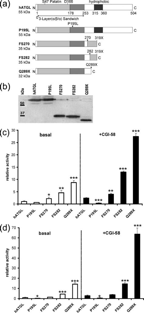 Domain Organization And Tg Hydrolase Activity Of Hatgl And Mutant Atgl