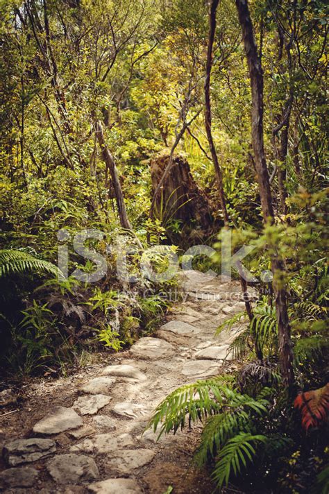 Trail Detail Of Pinnacles Hike New Zealand Stock Photo Royalty Free