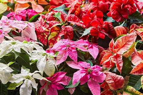 How to Plant and Grow Poinsettia