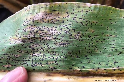 Common Corn Diseases