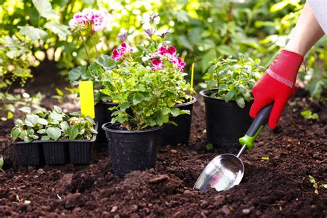 Nos Quelques Conseils Pour Garder Vos Plantes En Vie