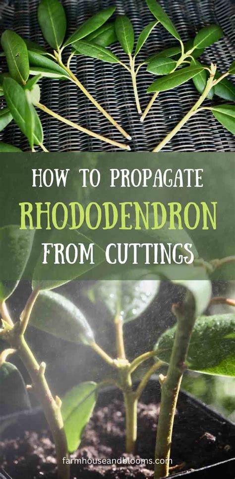 How To Propagate Rhododendron From Cuttings Farmhouse And Blooms