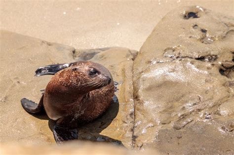 Young California Sea Lion Zalophus Californianus Pups Stock Image ...