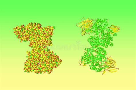 Crystal Structure And Space Filling Molecular Model Of Human Insulin