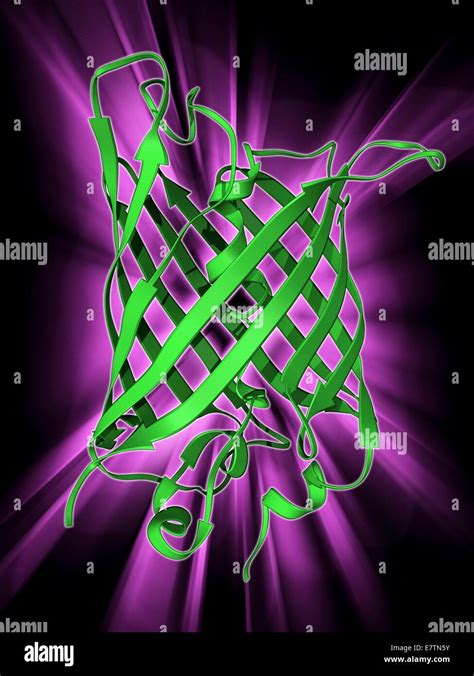 Green Fluorescent Protein Gfp Molecular Model The Molecule Has A