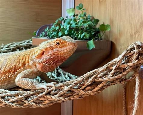 Bearded dragon enclosure enrichment | Bearded dragon, Etsy, Bearded ...