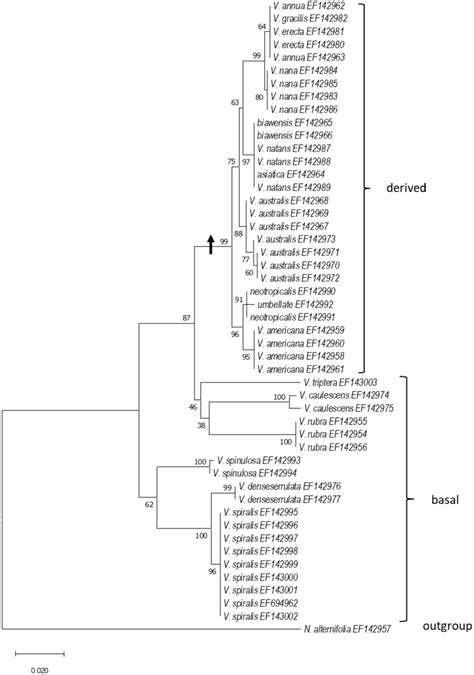 Phylogenetic Reconstruction Of Accessioned NrITS Region Sequences From