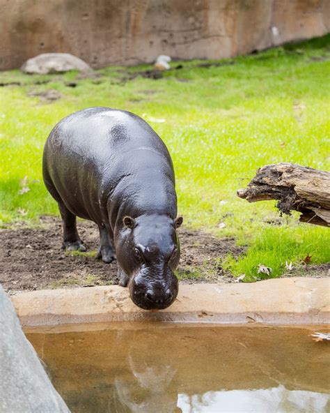 Search tools will improve obits mlive obituaries grand rapids access 24