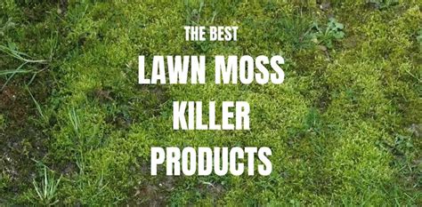 Kill Lawn Moss With These Products [Tested by Us]