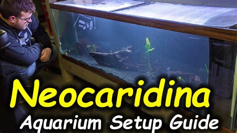 How To Setup An Aquarium For Cherry Shrimp Beginner Shrimp Keeping